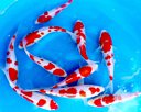 Nippon Koi Farm Pte Ltd Photos